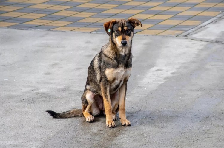 Собаки дворняжки стая