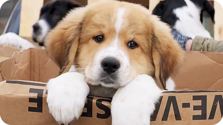 Город собак