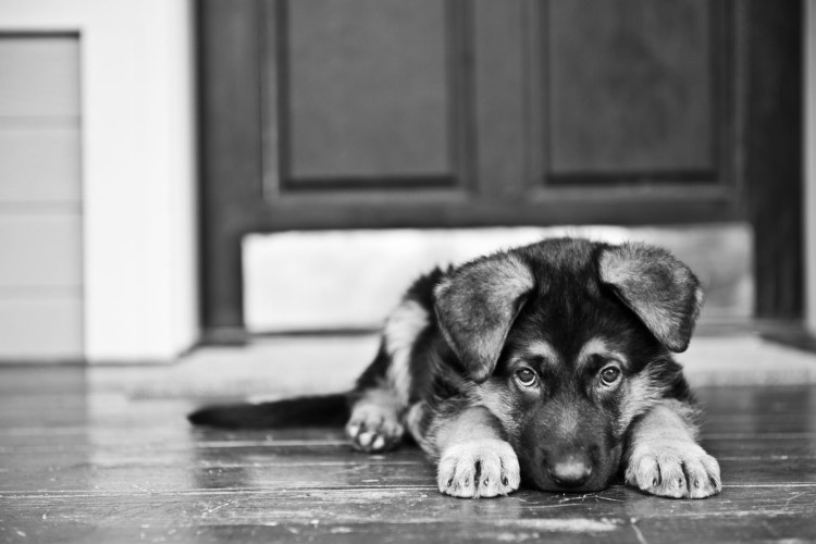 Собака какает собака какает