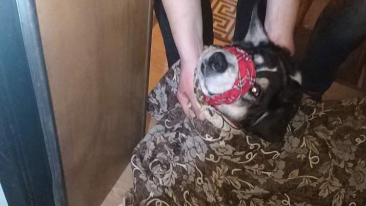 Собака ждет хозяина