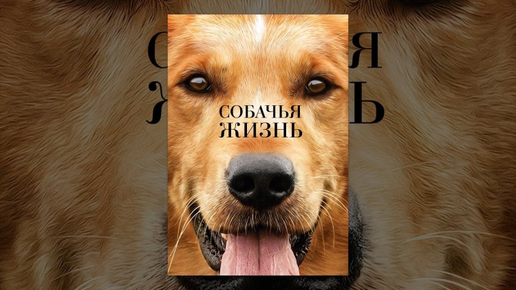 Собачья жизнь год за сколько
