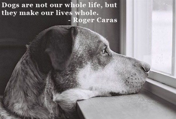 Собака тоскует