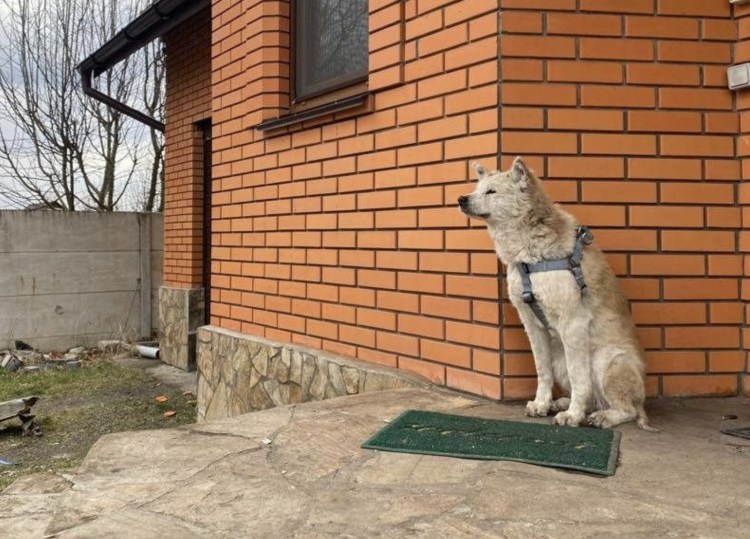 Собака с хозяйкой