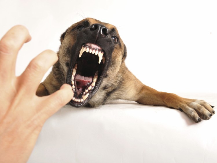 Немецкая овчарка кобель сидит