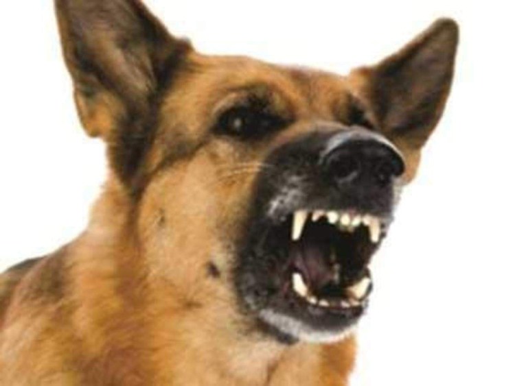 Скай терьер стандарт