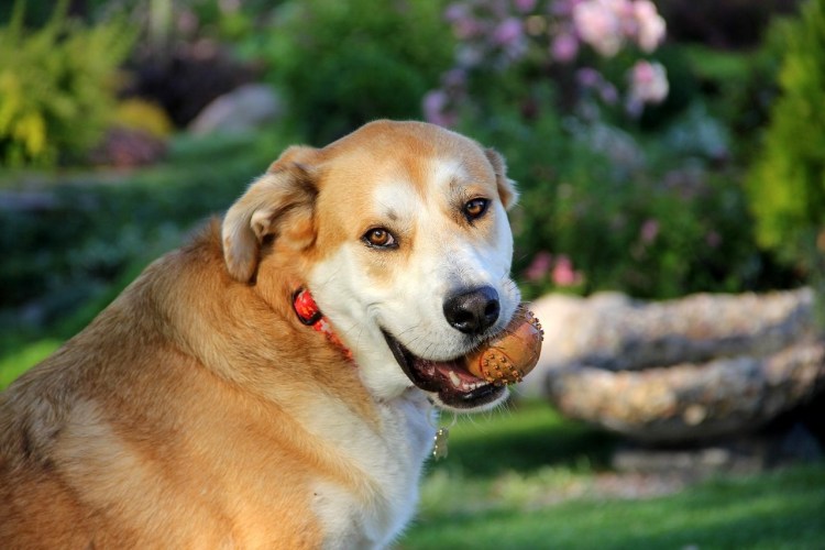 Пластинки Золотая собака