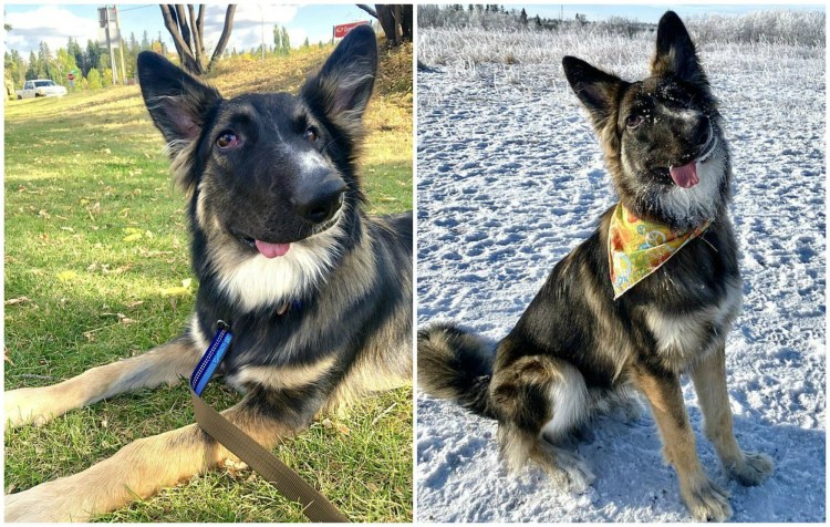 Собака с Кривой мордой