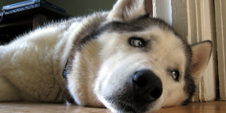 Немецкая овчарка Квазимодо