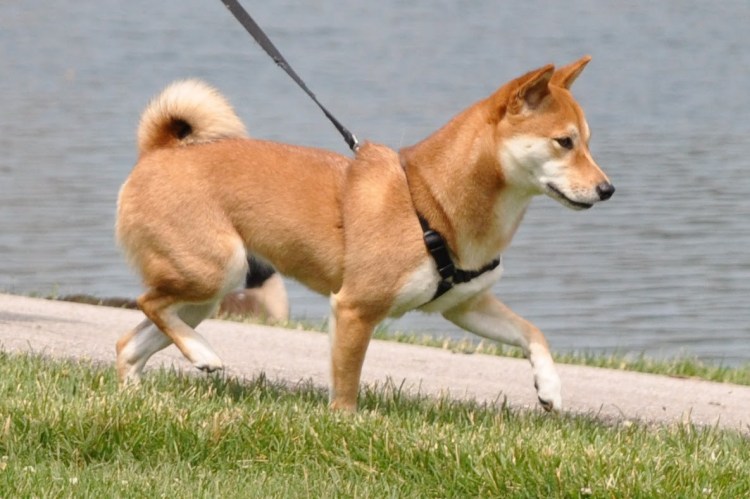 Гулять с собакой