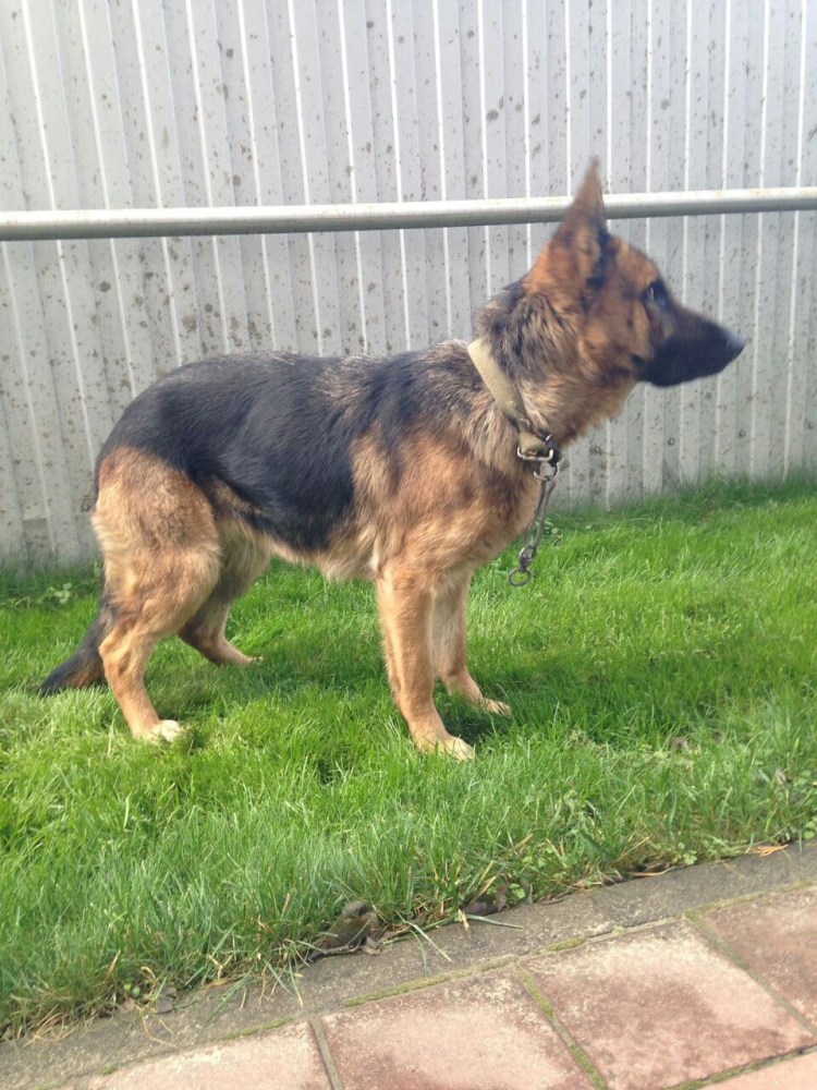 Лабрадор ретривер ожирение