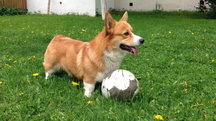 Половые отношения с животными