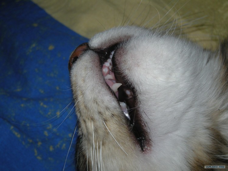 Чистка зубов коту ультразвук