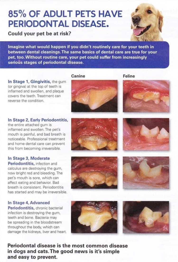 Гингивостоматит у кошек