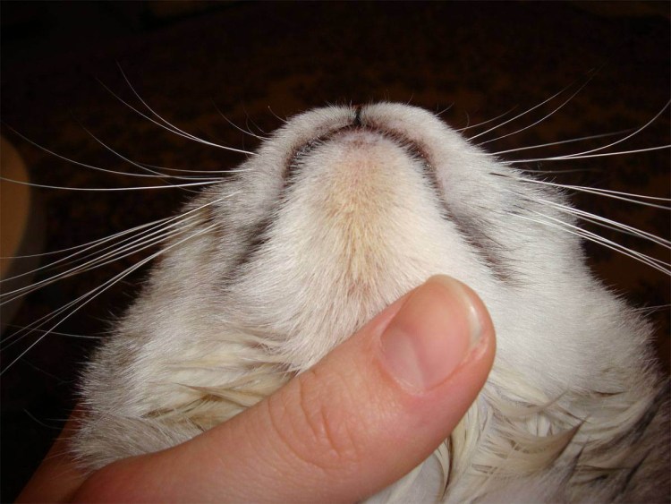 Ветеринарный стоматолог для кошки