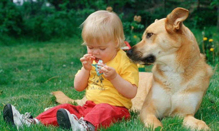 Оскал лабрадора