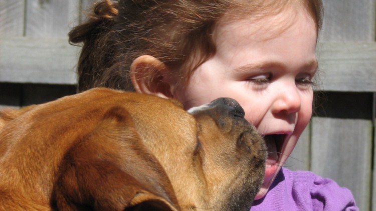 Собаки которые кусают людей