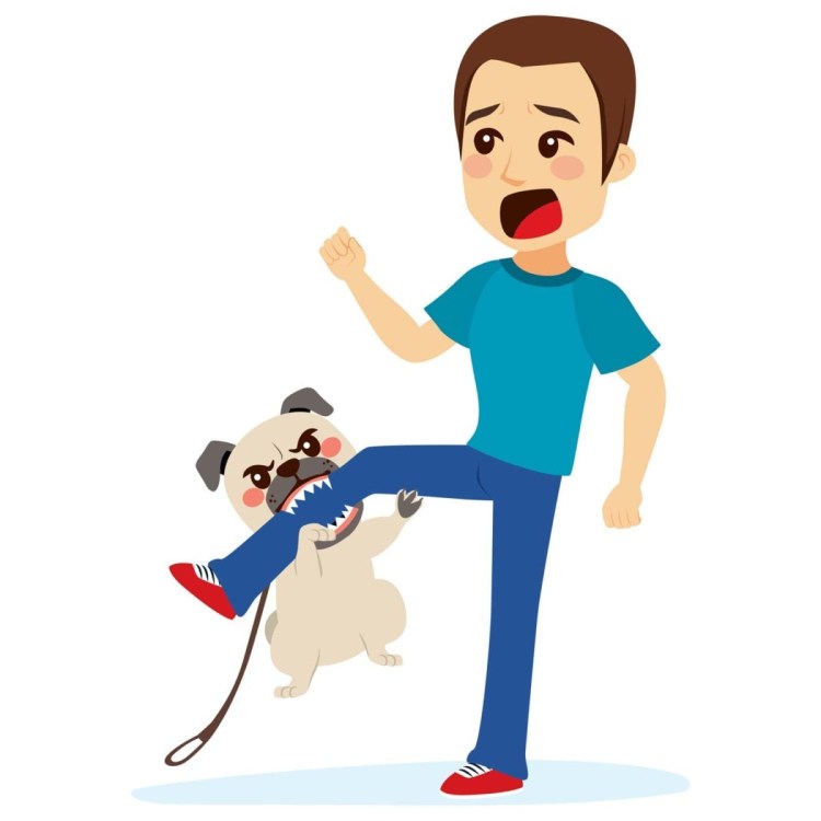 Чихуахуа дрессировка