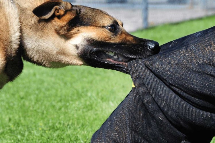 Бешеные собаки нападают на людей