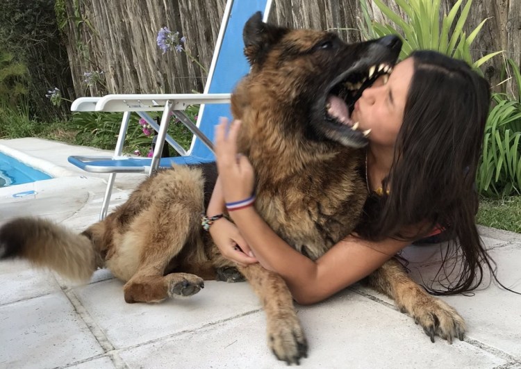 Собака кусающая руку кормящего