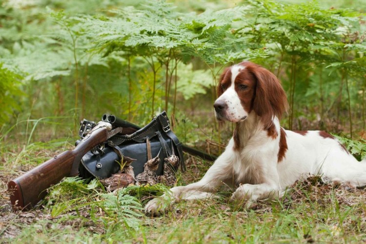 Спаниель осенняя охота