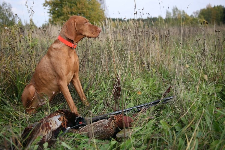 Венгерская выжла в стойка охоты
