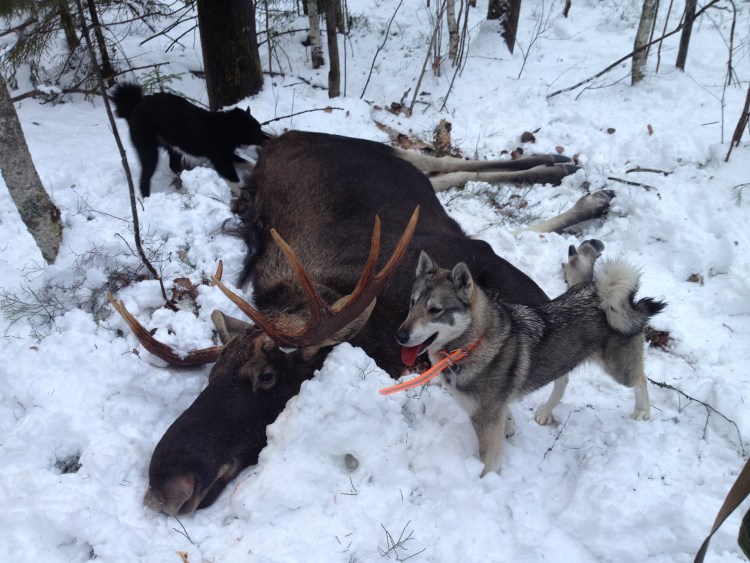 Западно-Сибирская лайка ОХО А