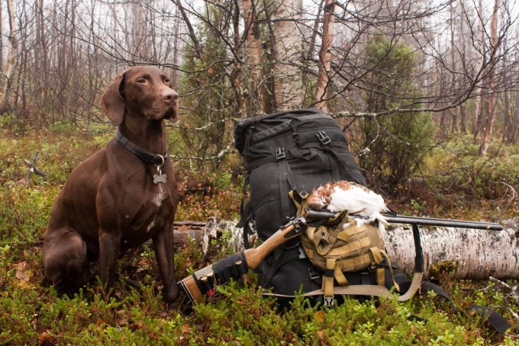 Собака на охоте