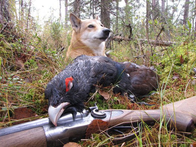 Зимняя охота с собакой