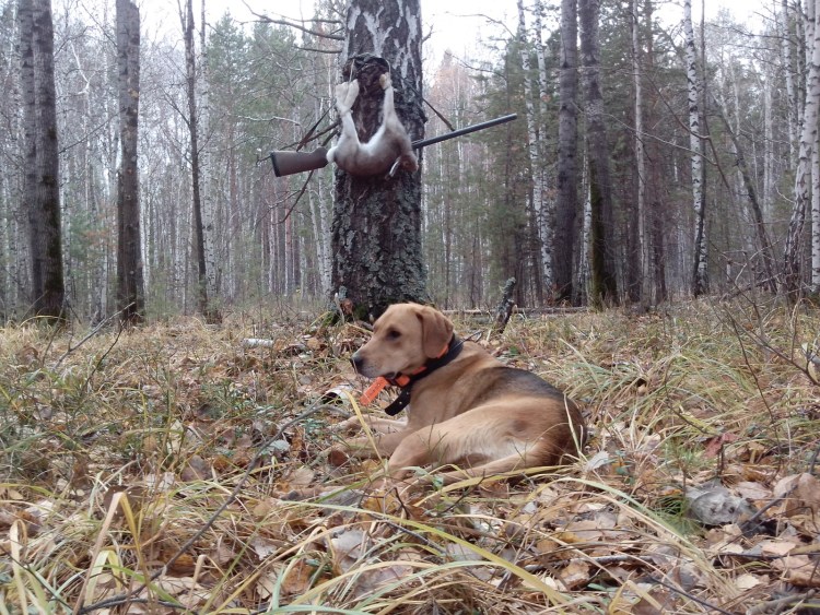 Догс охотничья