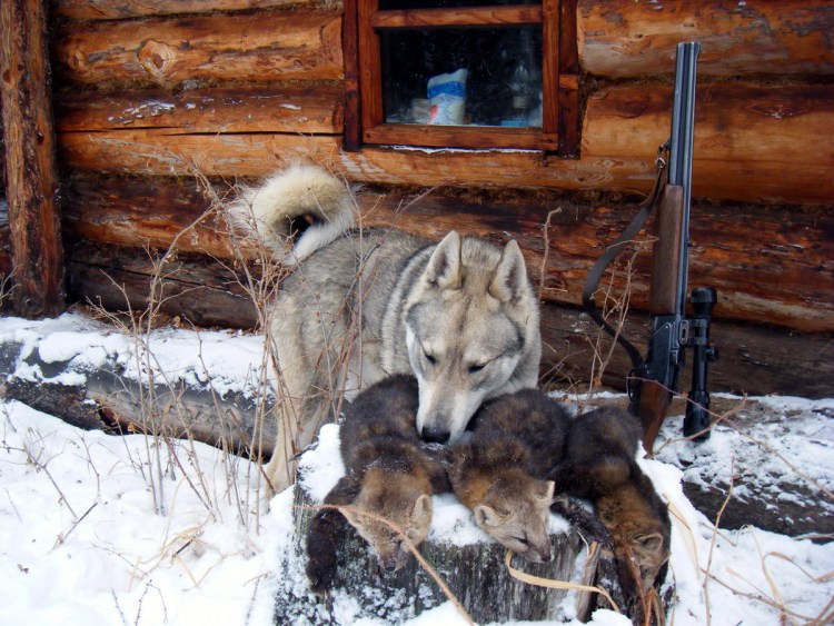 Хант зверолов