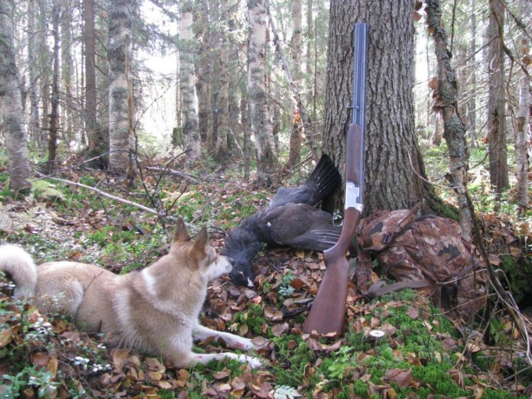 Лесничий с собакой