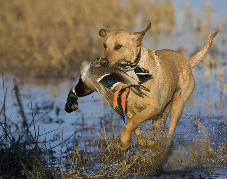 Дикие собаки в лесу