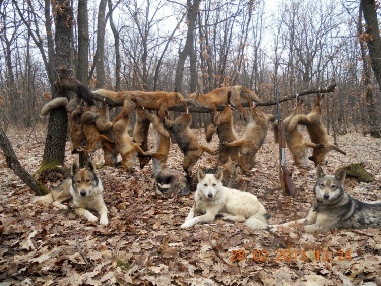 Вадим Горбатов картина осечка
