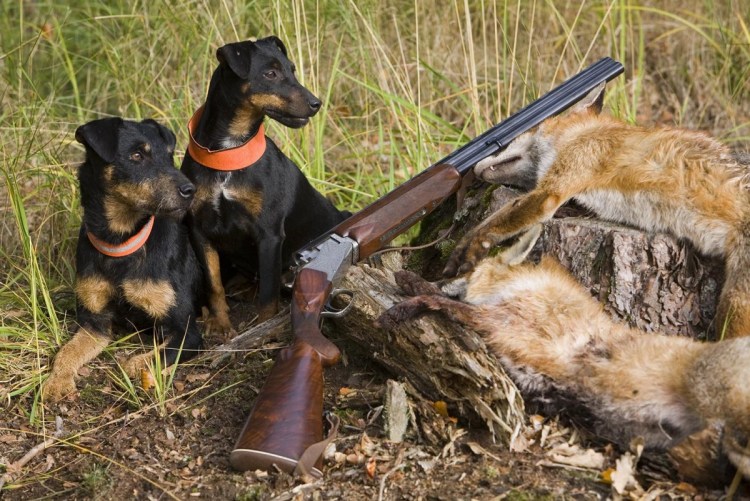 Ягдтерьер жесткошерстный на охоте