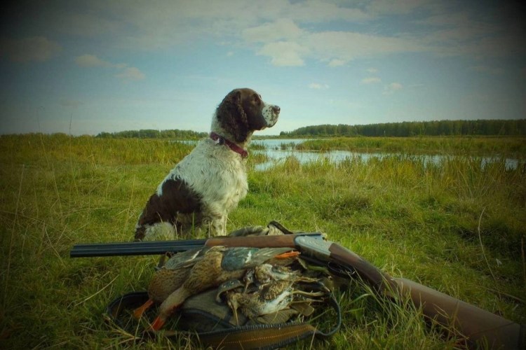 Собака для охоты на уток