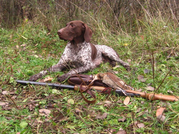 Курцхаар охотник на утку