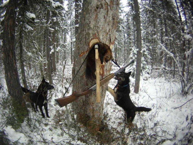 Охота с лайками на соболя в Сибири