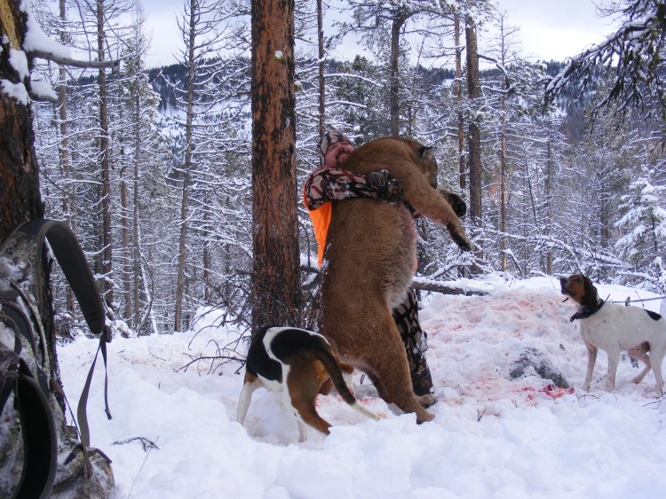 Охотничья собака в лесу