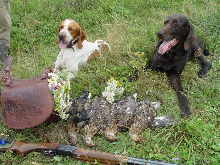 Волк охотится