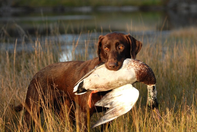 Курцхаар дратхаар Лангхаар