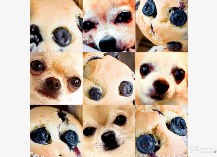 Чихуахуа Маффин