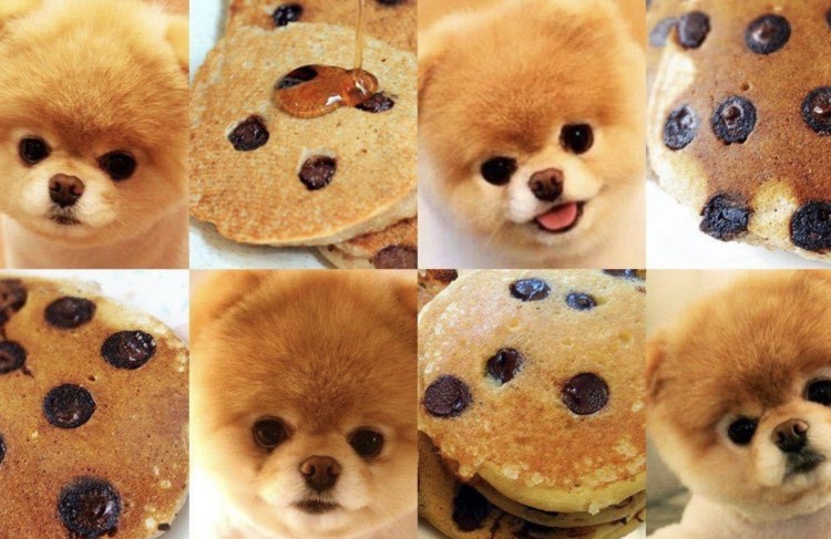 Собачки похожие на печеньки
