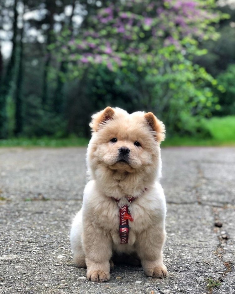 Кутята чау чау