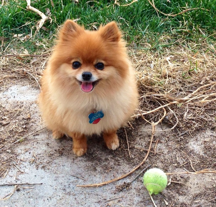 Шпиц Лисичка