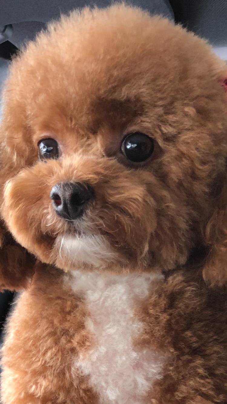 Карликовый померанский пудель