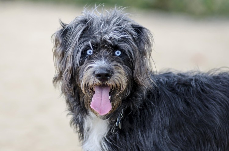 Шнудель терьер