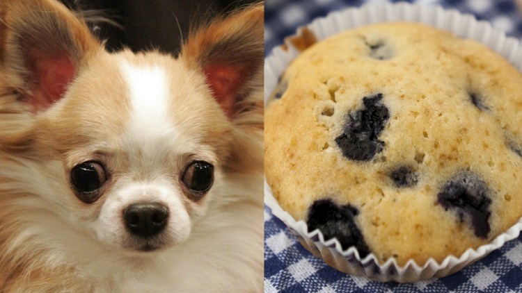 Чихуахуа кексик