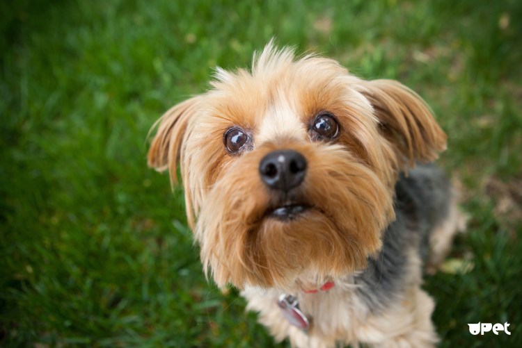 Йоркширский терьер