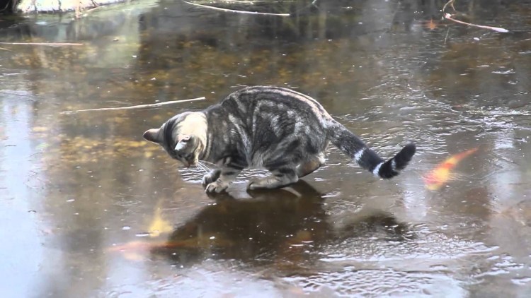 Гололед кот