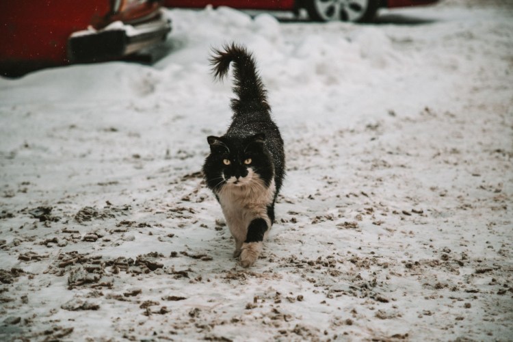 Кот в раскорячку на льду